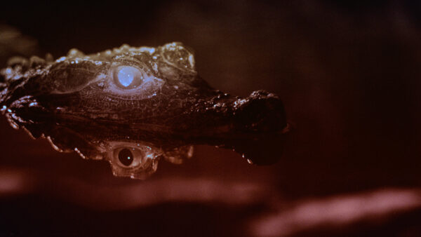 ProdCo: Luna Carmoon (Thumbnail)