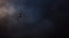 ProdCo: Allegris (Thumbnail)